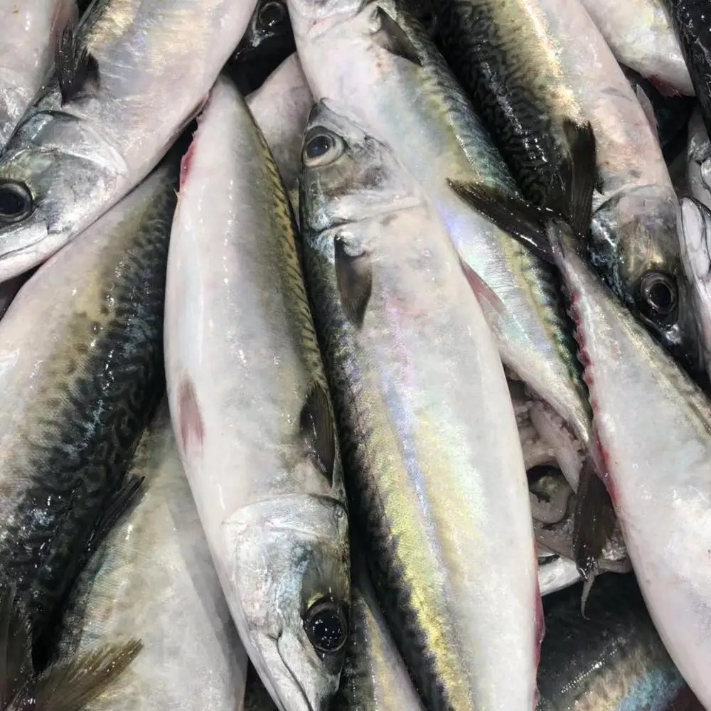 Quality Frozen Atlantic Mackerel For Sale