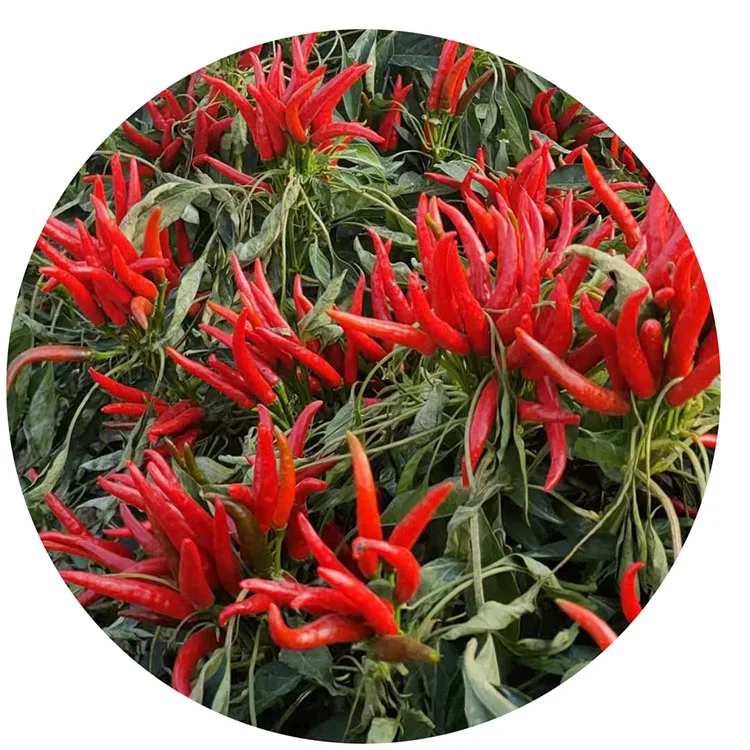 
Korea Red #5 f1 Extremely Early Supper hot chili seeds for planting 