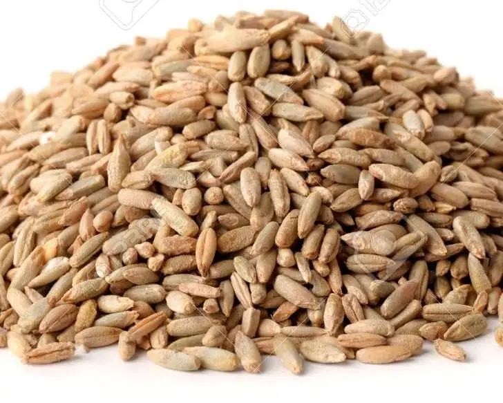 Organic Farm Rye grain from Ukraine