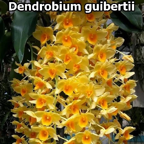 
Dendrobium guibertii 