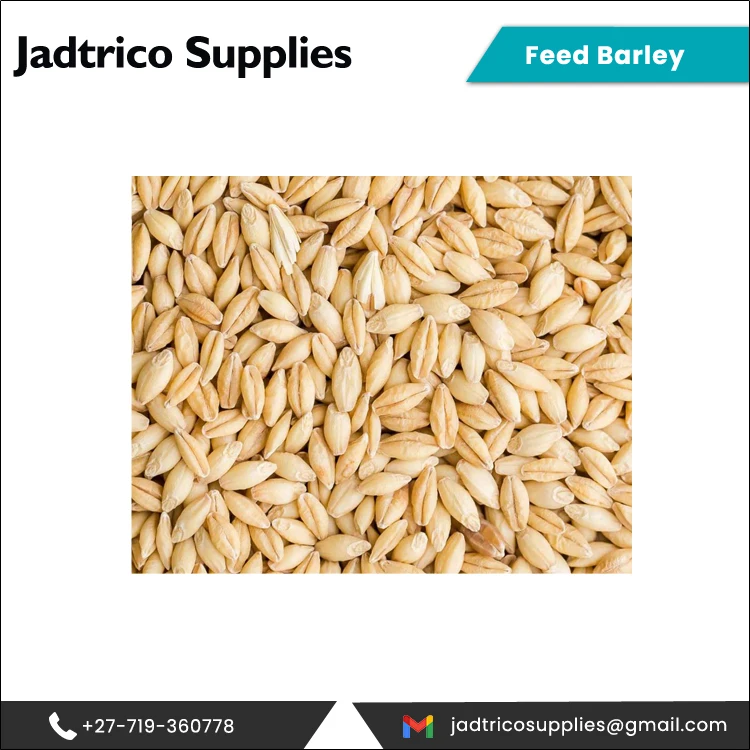 Эксклюзивная сделка оптовая продажа 12% увлажнение органическое культивирование кормовой ячмень для оптового покупателя