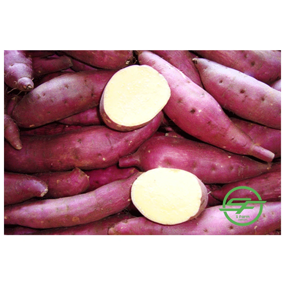 Fresh Potato - 100% Maturity Newest Crop Purple Sweet Potato- 10kg with best price from Vietnam