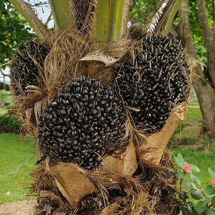 
Top Quality Malaysian Palm Oil For Biodiesel (PFAD) 