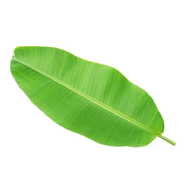 100% natural fresh banana leaf from India export banana leaves best price in India