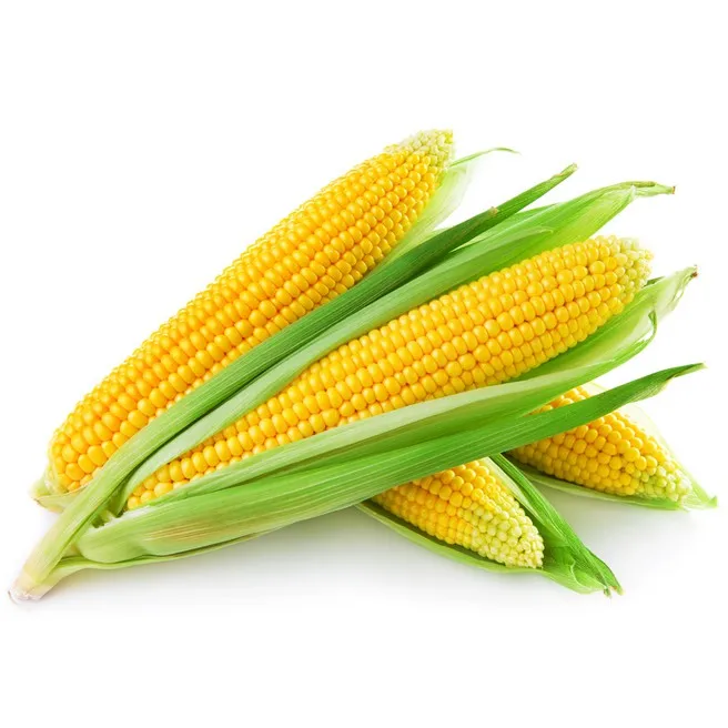Yellow Corn & White Corn/Maize for Human & Animal Feed FOR SALE
