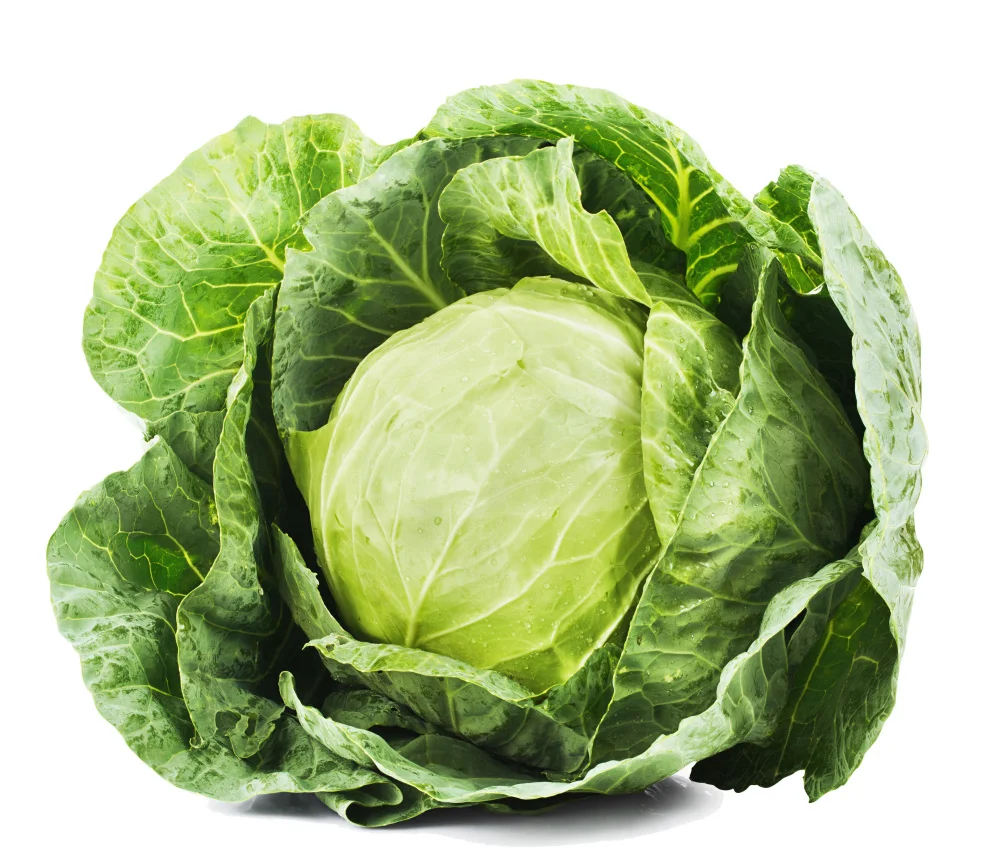 Turkey fresh cabbage at competitive price - Wholesale for cabbage fresh export to Turkey  - Round cabbage at cheap price