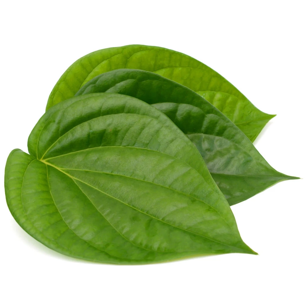 
Cheap Price Fresh Betel Leaf Wholesale Pure Betel Leaves from Bangladesh 100% Natural High-quality Natural Color from BD Food 