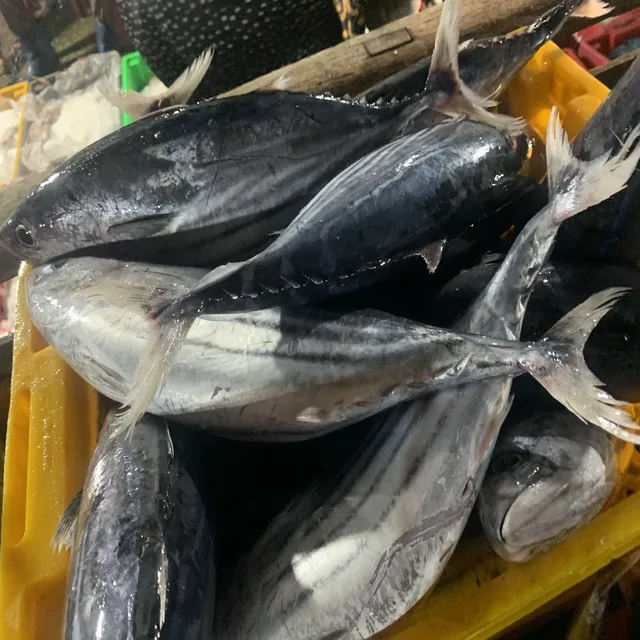 Best supplier frozen whole round striped tuna