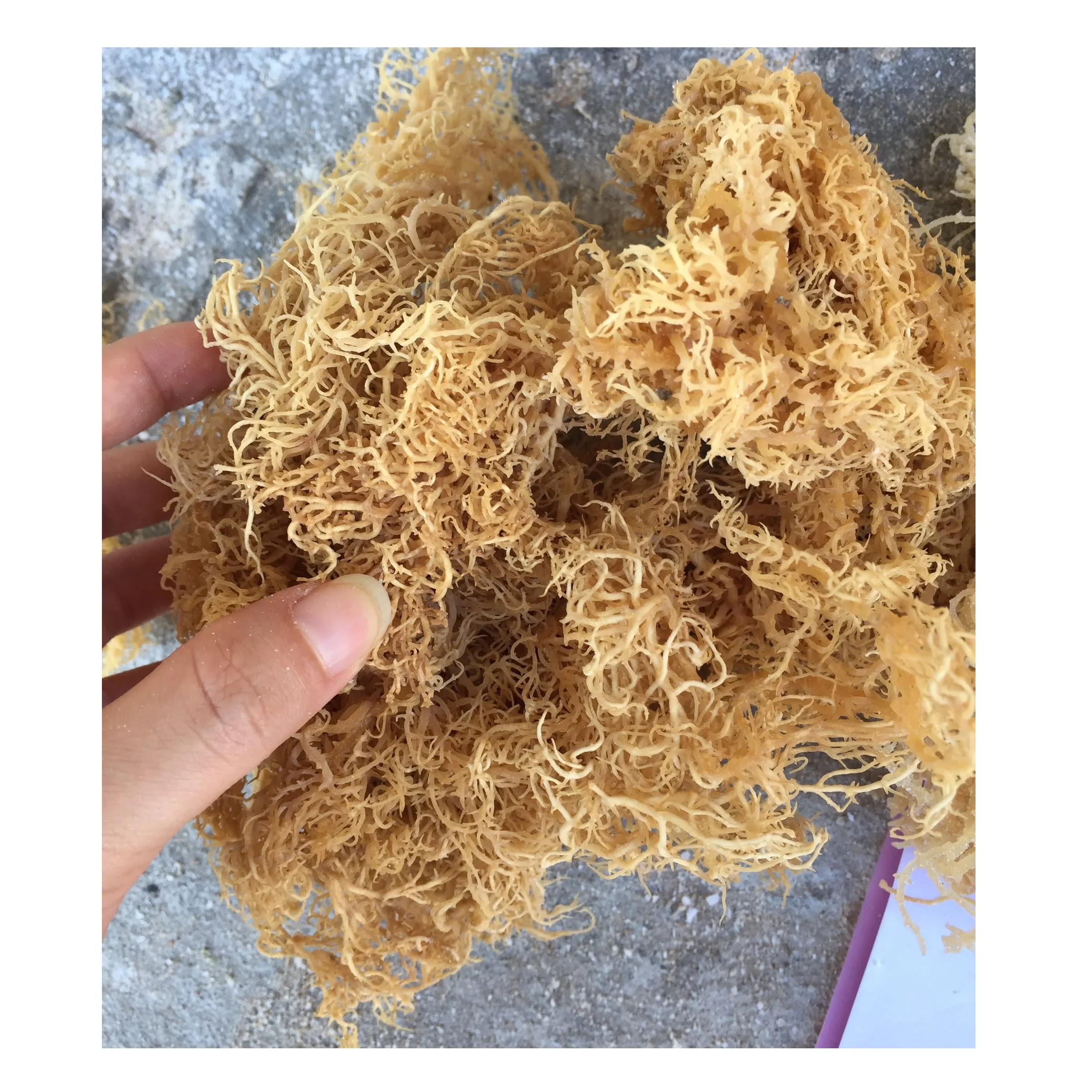 Новый сезон сушеные водоросли COTTONII сушеный морской мох высокого качества свяжитесь с нами WA