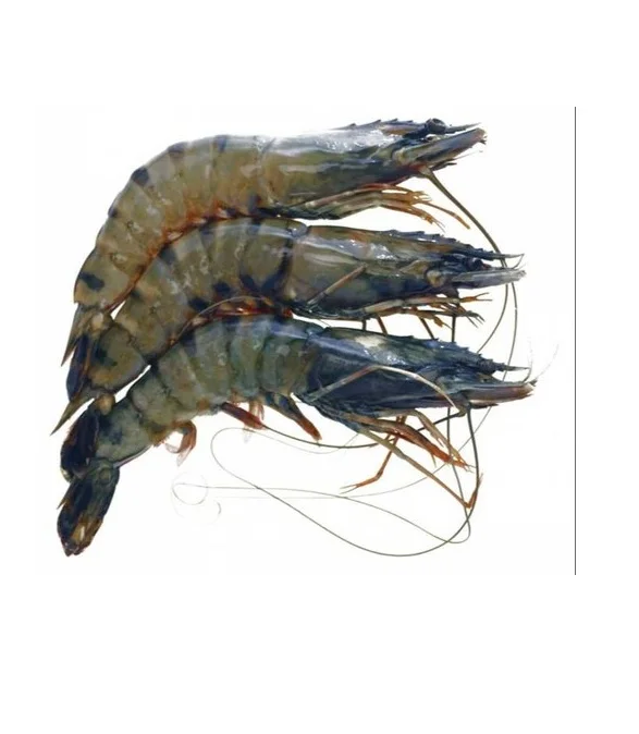 Selling Fresh Frozen Whole Vannamei Shrimp White and Black Tiger Shrimp Prawn