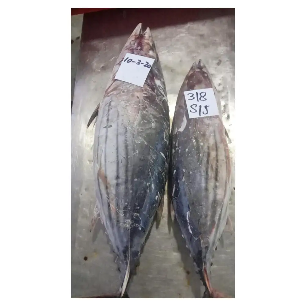 
Frozen Skipjack Tuna Whole Round IQF 