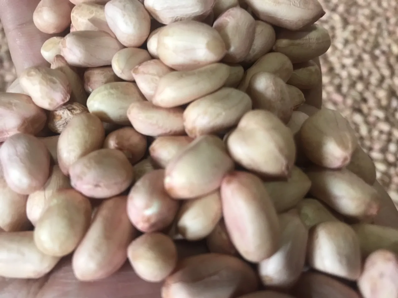 Newest Crop Delicious Fresh Light Pink Fatty Typical Taste Raw Dried Peanuts From Vietnam Manufacturer