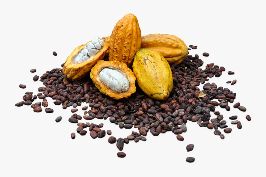 Dried Raw Cocoa Beans Weight Origin Type Variety Cacao Size Grade Place Model Maturity Criollo