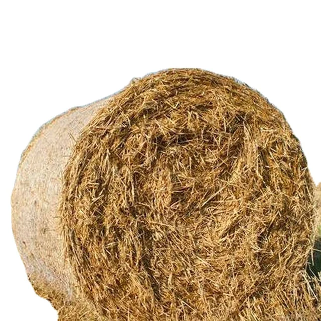 Disease free animal feed wheat straw hay for sale from Pakistan