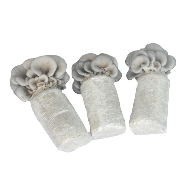 
Farm Organic Fruitwood Grey Oyster Mushroom Seeds for Oyster Mushroom Cultivation Export Price 
