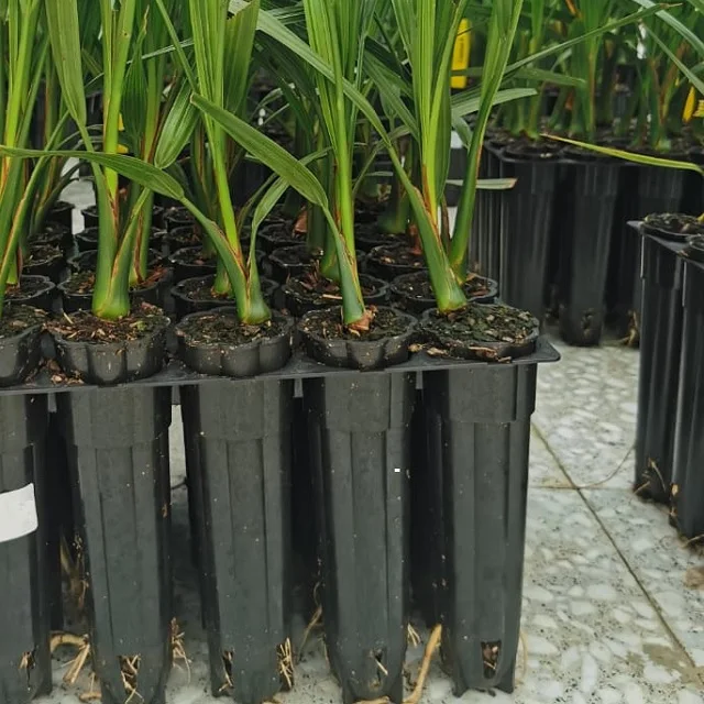 150 г. саженцы из Индии с датой для культивирования тканей