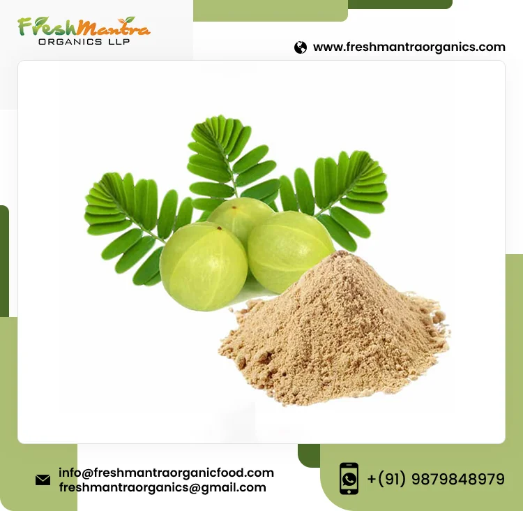 100% Natural Phyllanthus Emblica Pure Amla Powder for Medical and Beauty Benefits