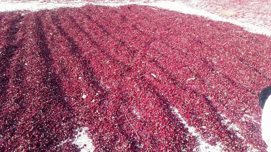 Dried Rose petals 100% natural full flower and rose petals only