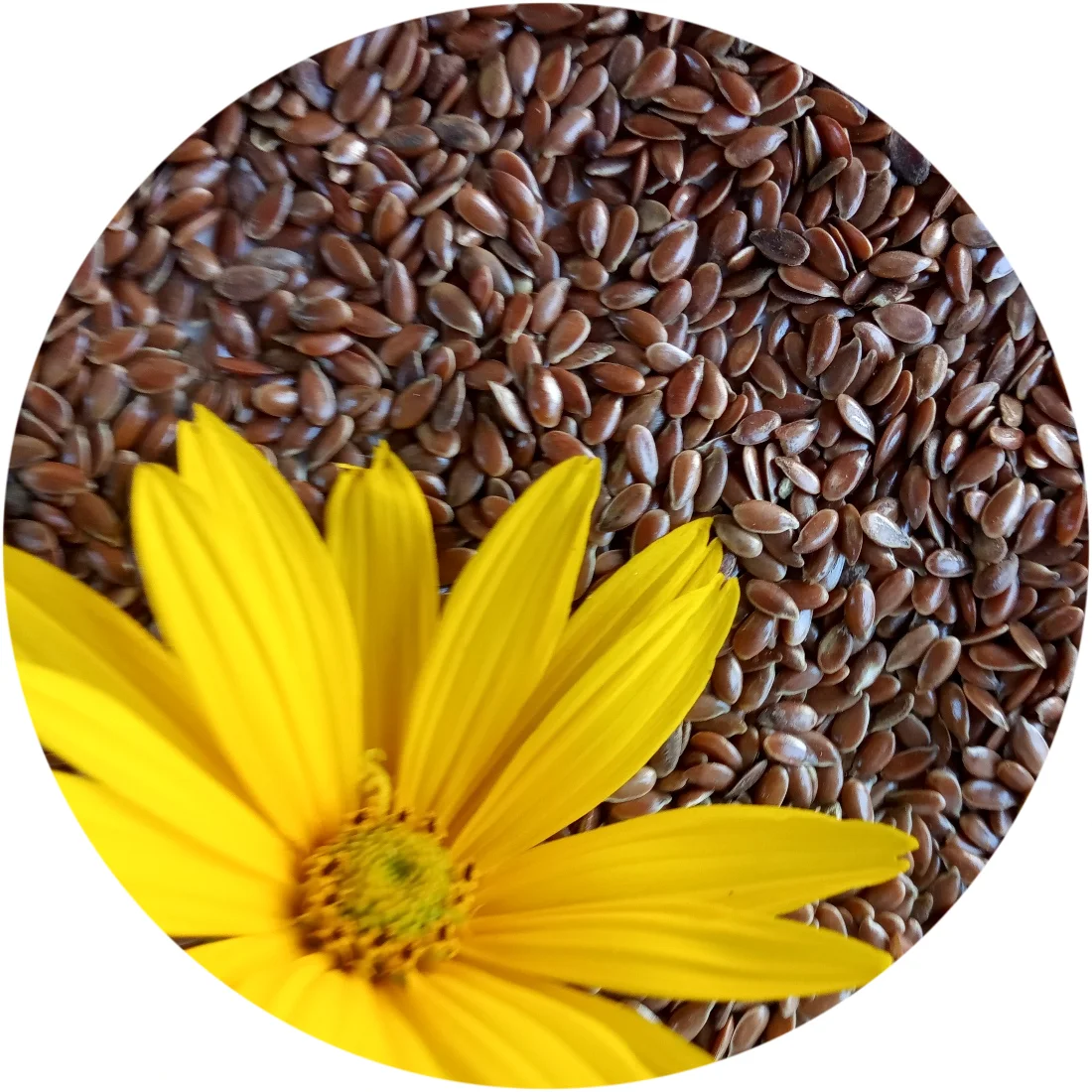 
2020 Hot sale Brown FLAX SEEDS 