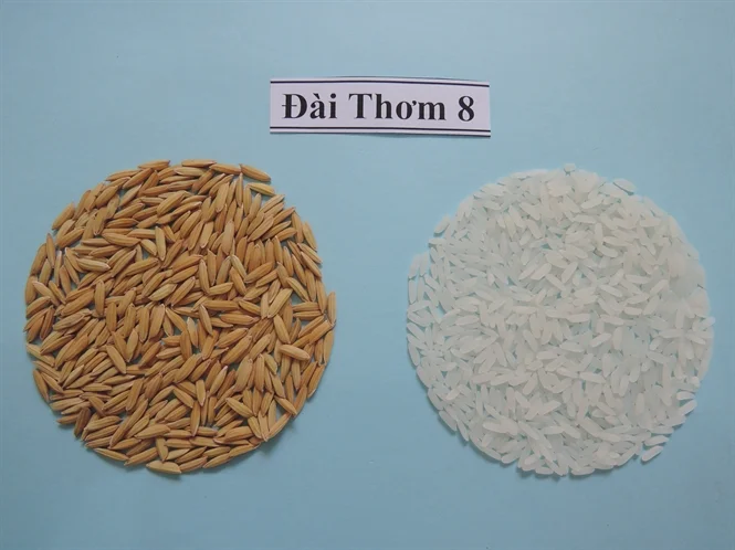 New Crop Fragrant Rice Vietnam Long Grain White Rice DAI THOM 8 DT8 Rice 5%