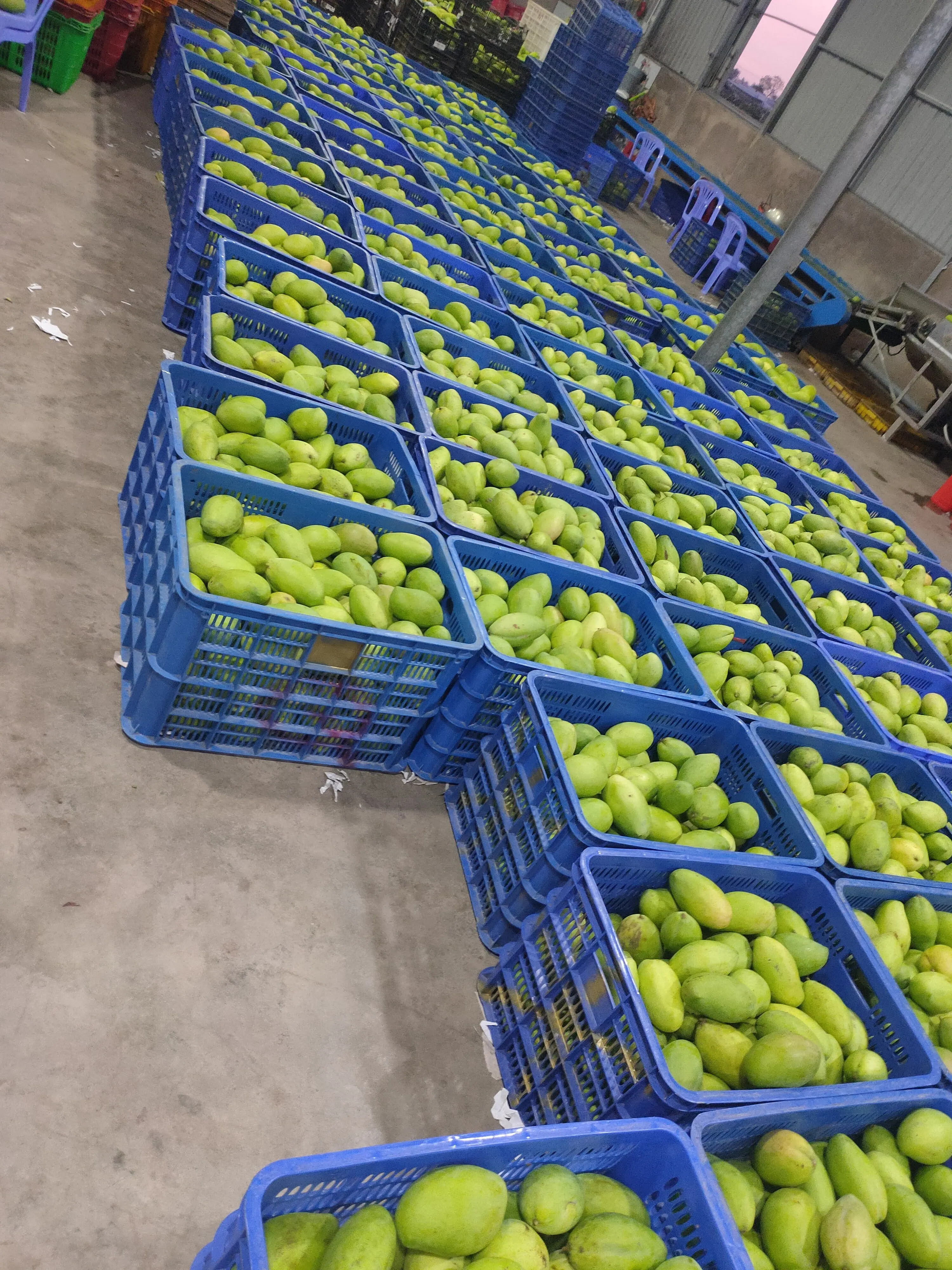 The Best Choice Have GAP Certification The Top Recommend For Fresh Green Mango Shipping From Vietnam