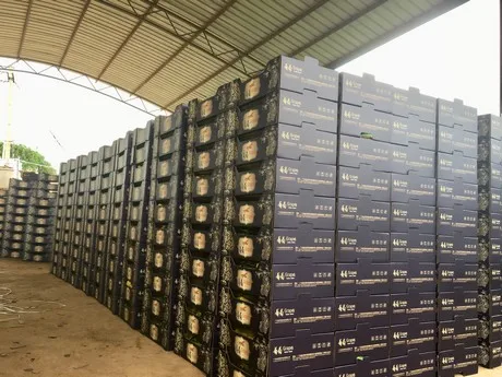 FRESH GRAPES SEEDLESS