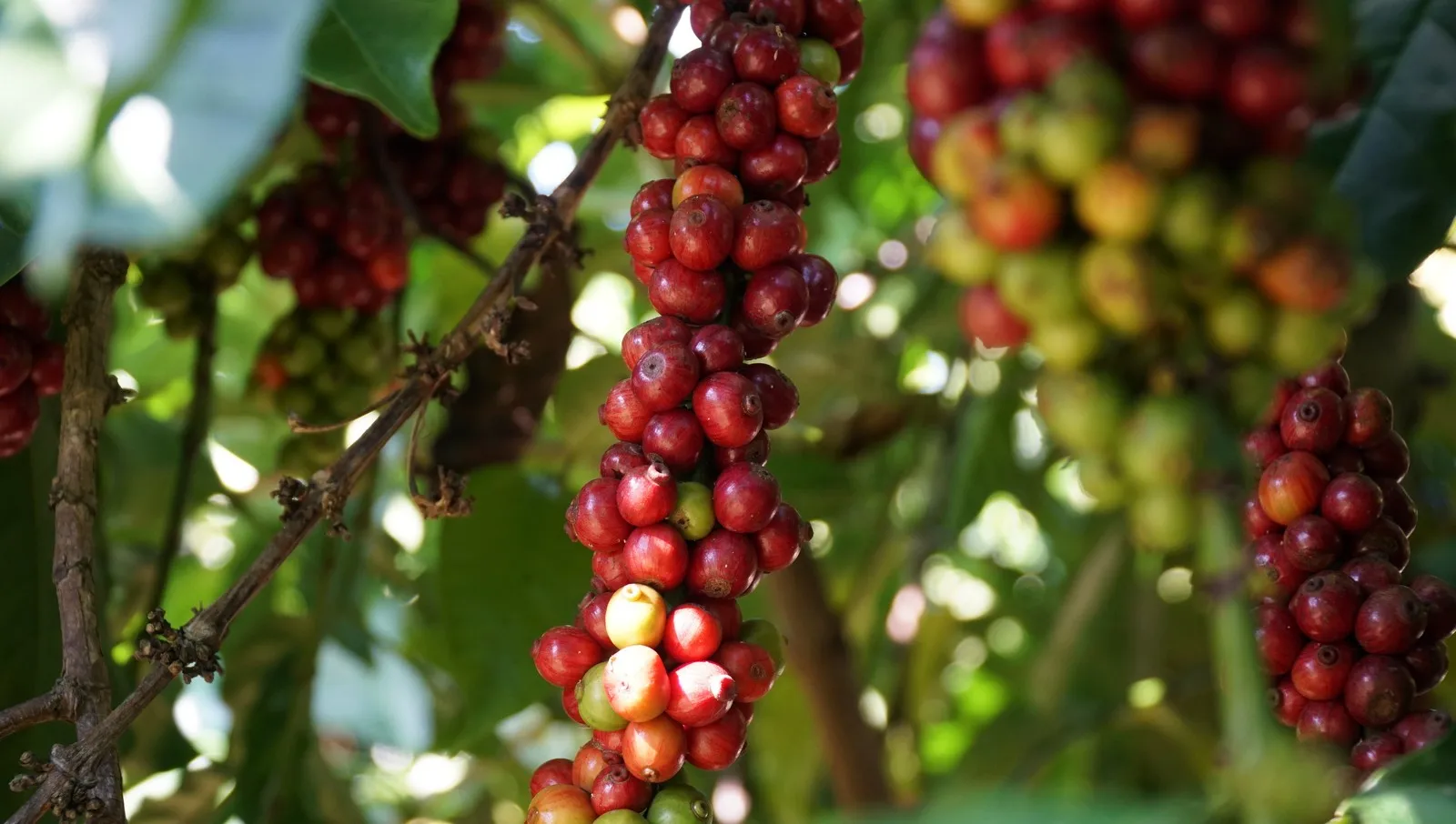 Новый сезон 2021 высококачественные вьетнамские кофейные зерна Robusta Clean S18 процент черных семян 0%