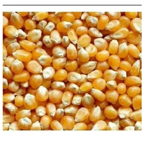 Non-GMO Yellow Corn & White Corn/Maize for Human & Animal Feed