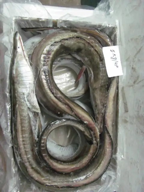 SELL FROZEN EEL FISH SEAFOOD SUUPLY