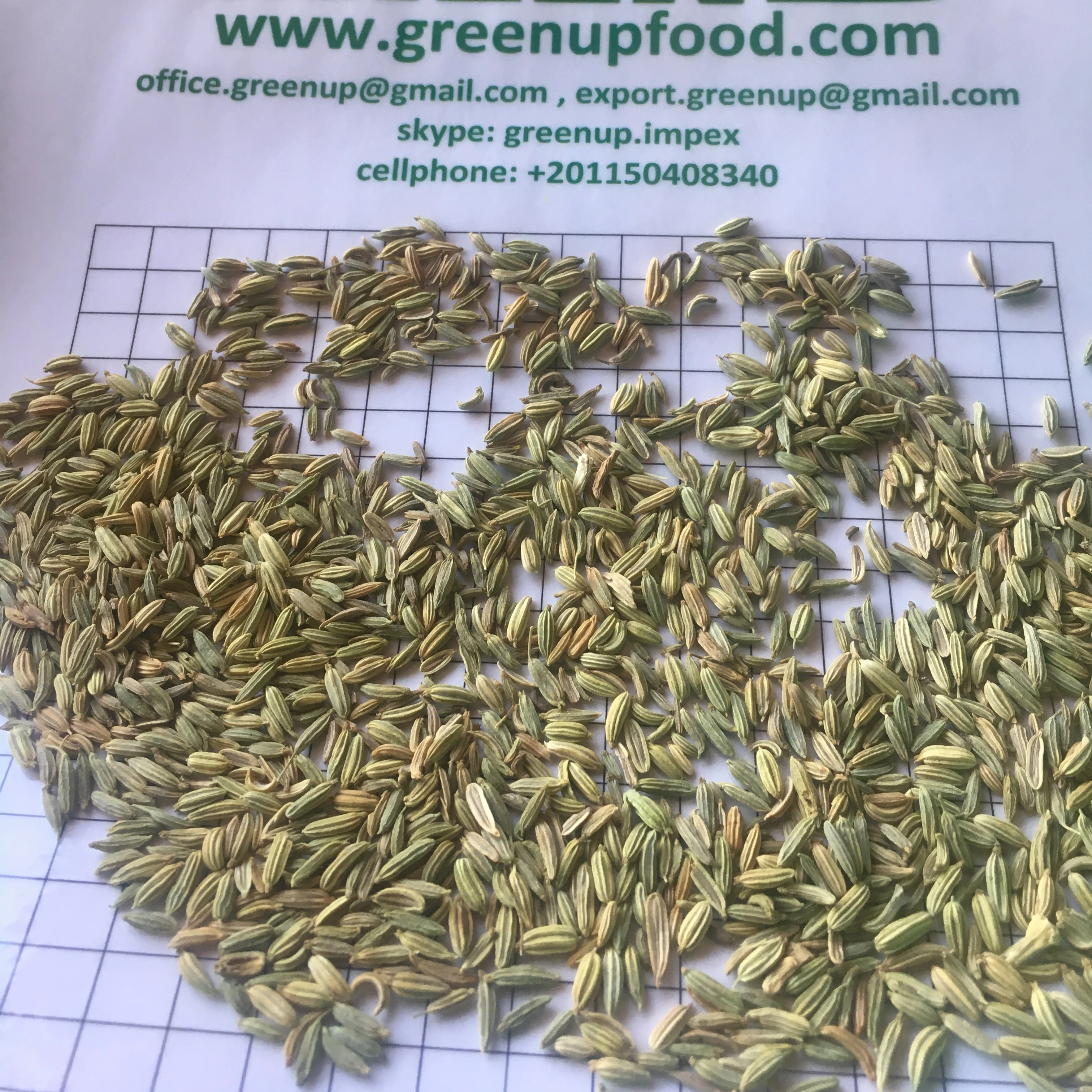 fennel seeds Foenniculum vulgare  high quality green color no much halves no stem no small seeds no empty seeds fresh crops