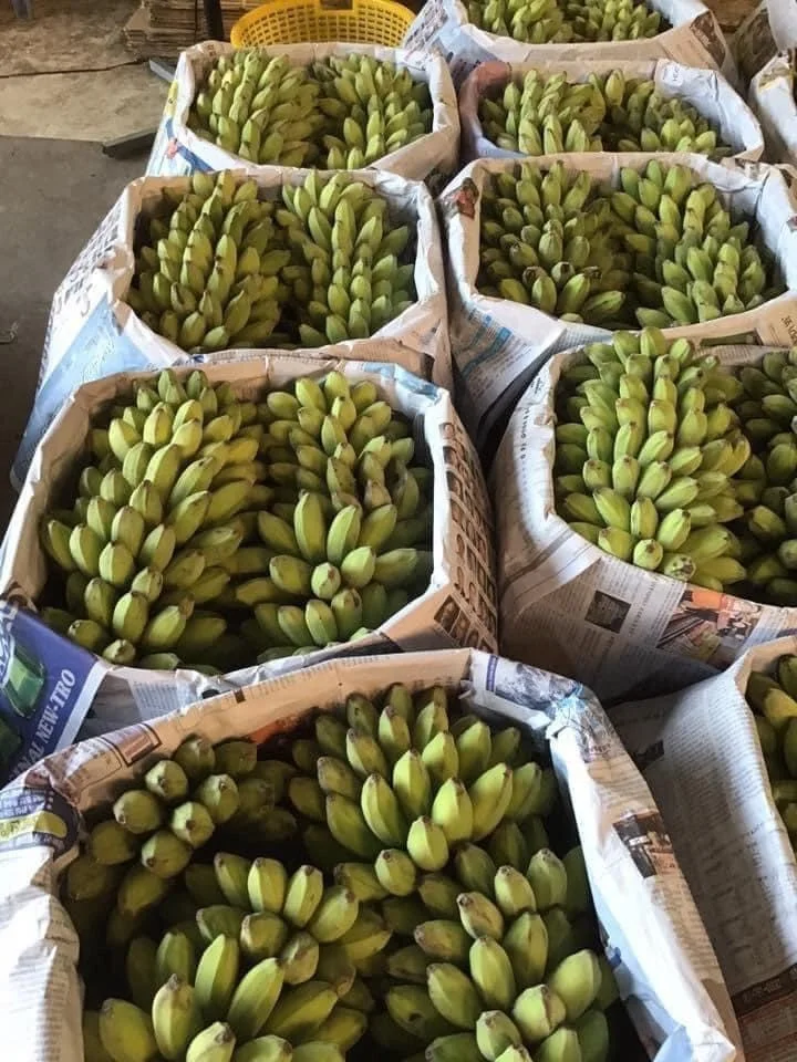 
High Quality Fresh Vietnam Bananas With Competitive Price 