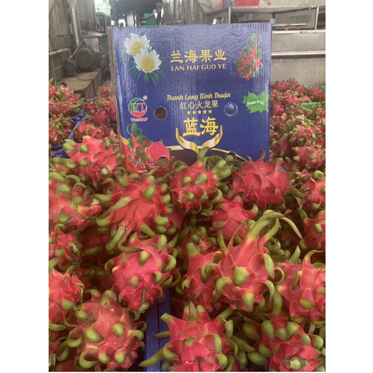 
Fresh red dragon fruit made in Vietnam with high quality 2020 