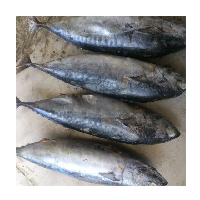 
Cheap Price Fresh Fish Frozen Yellow Fin Tuna 