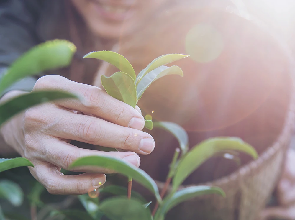 The Best Sale 100% Taiwan BOBA CHiC Traditional Golden Black Tea for bubble tea