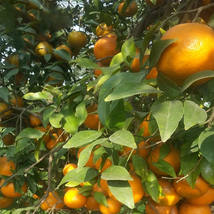 Sweet Full Juicy Mandarin Orange, Special Offer for Russian Buyers