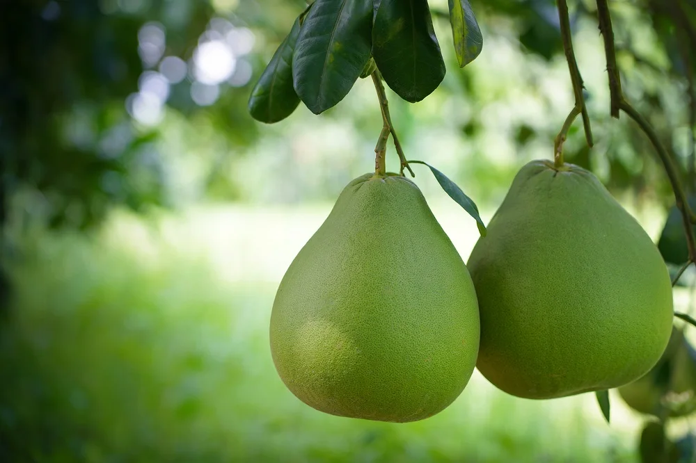 Свежее органическое красное мясо Siam Ruby Pomelo по лучшей цене оптом из Таиланда