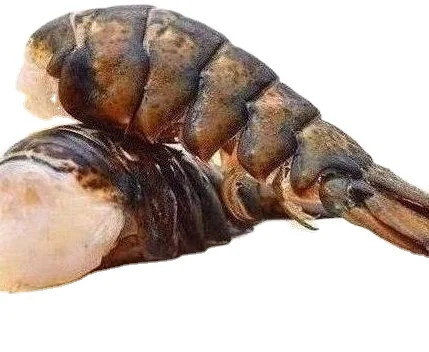 Frozen Lobster / Live lobster Europe High Quality Export