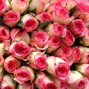 
Soverign Rose Fresh white And Pink Cut Flower 