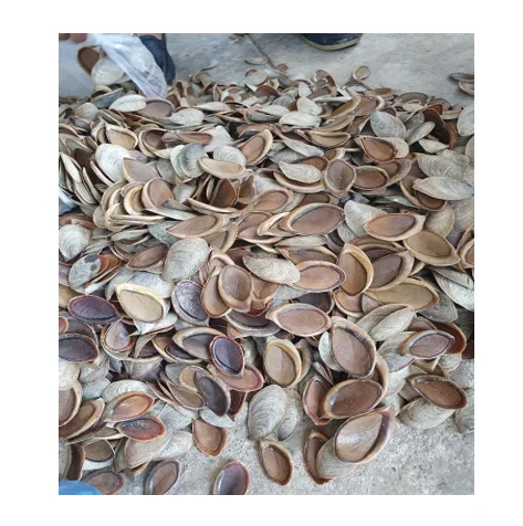 Первоклассный натуральный мурекс-оперкулум из Вьетнама-хороший материал хорошая цена