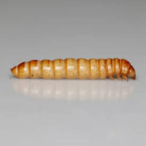 BULK IN STORE WORM MEAL