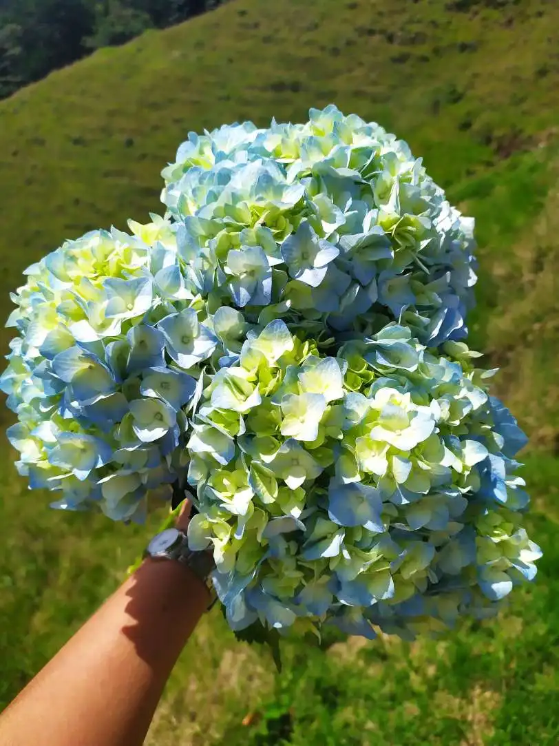Finest Real fresh cut Hydrangea premium quality select size (16/17) cm  light Blu colour fresh flowers not preserved decorative flowers