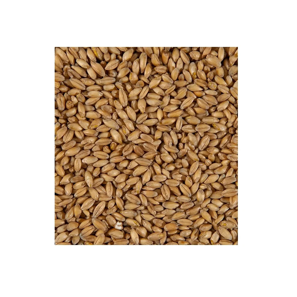 
Оптовая продажа, обычное зерно пшеницы без ГМО Emmer Hulled 