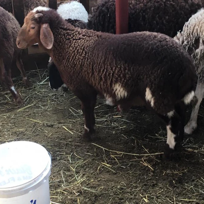 
Cheap awassi sheep 