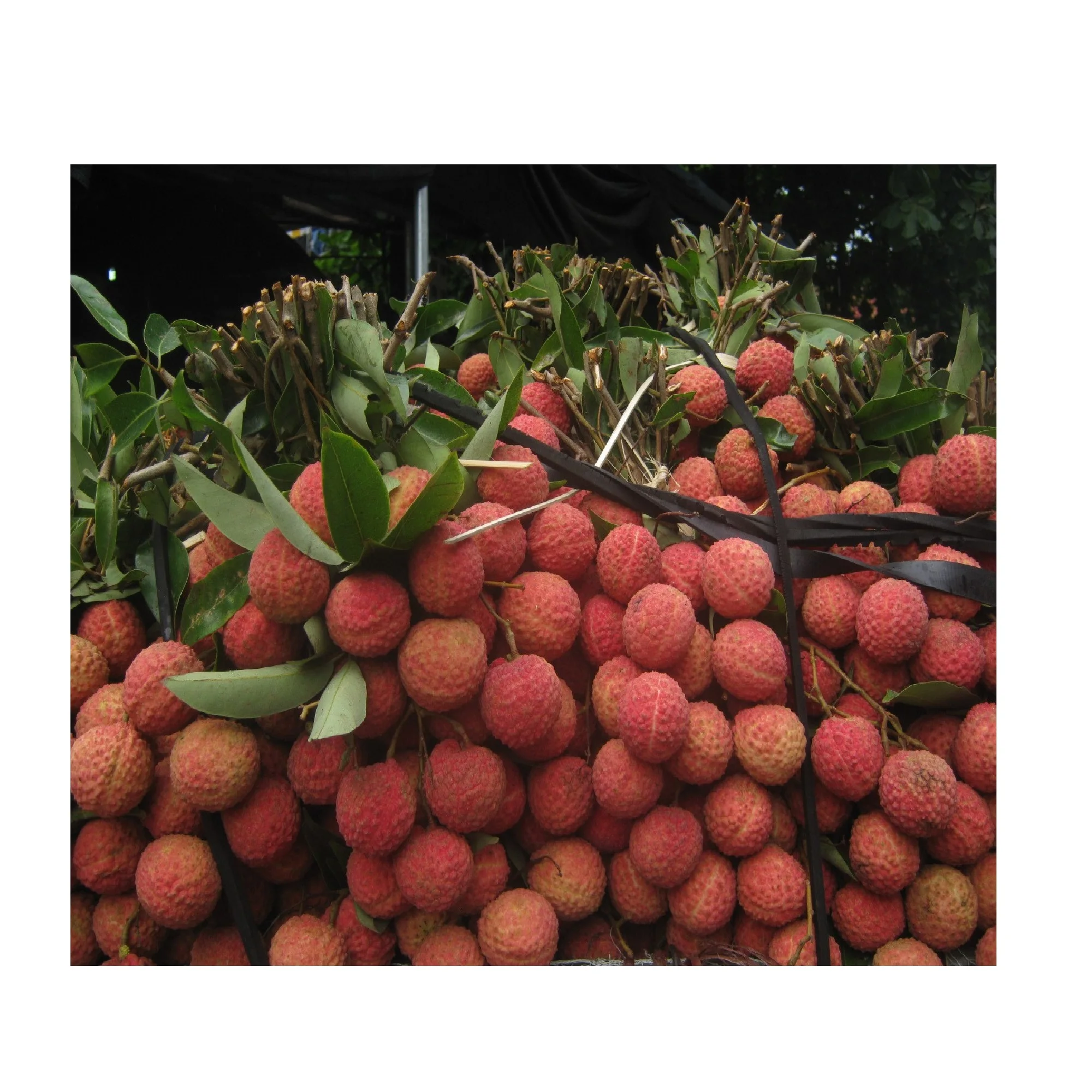 Organic Best Quality Super Sweet Flavor Fresh Lychee 100% Maturity Big Size From Vietnam Farm