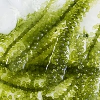 SEAGRAPES сделано во вьетнаме по низкой цене (UMIBUDO/зеленая Икра/Латок) мисс Ниан Whatsapp + 84 363 210 230