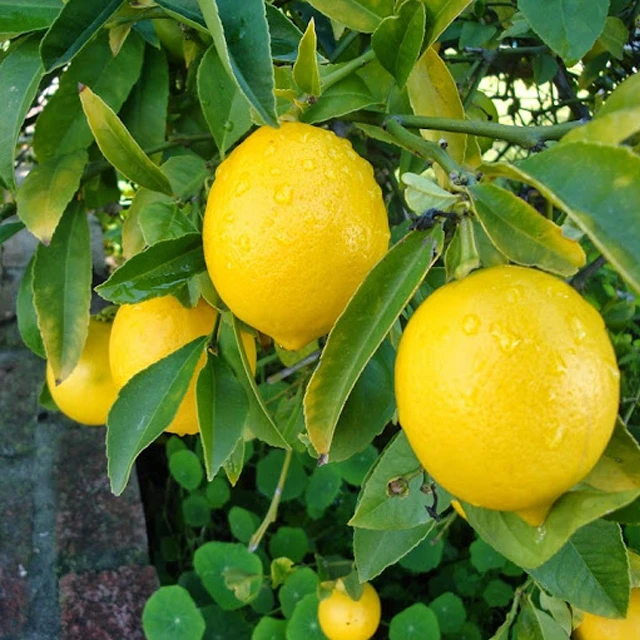 Fresh Super Delicious Taste Premium Quality Yellow Lemon - Whole Fruit Export