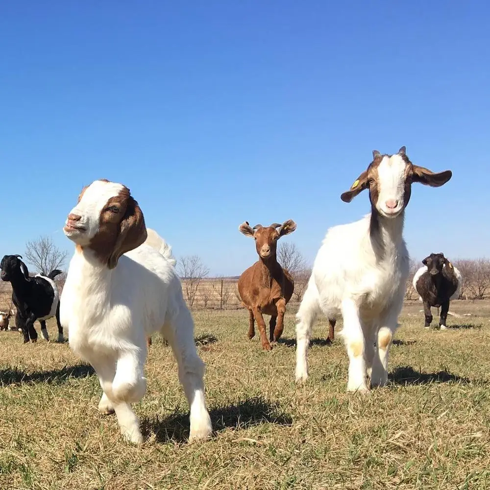 
Pure Breed Healthy Boer Goats for Sale 