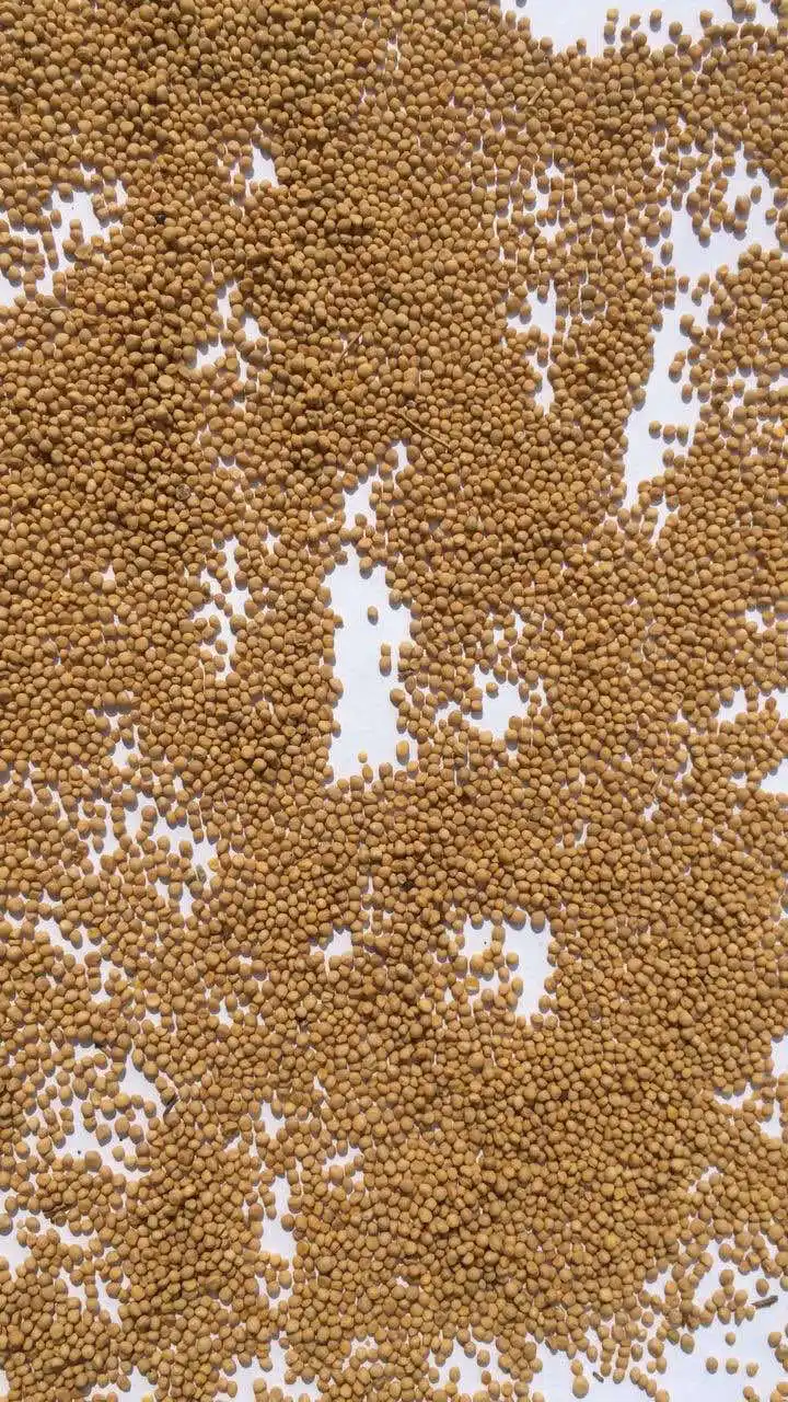 Quality natural mustard seeds in bulk, from manufacturer