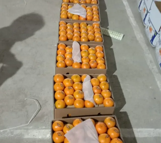 New Fresh Yellow Orange Natural Fresh Orange Fruit, Navel Orange