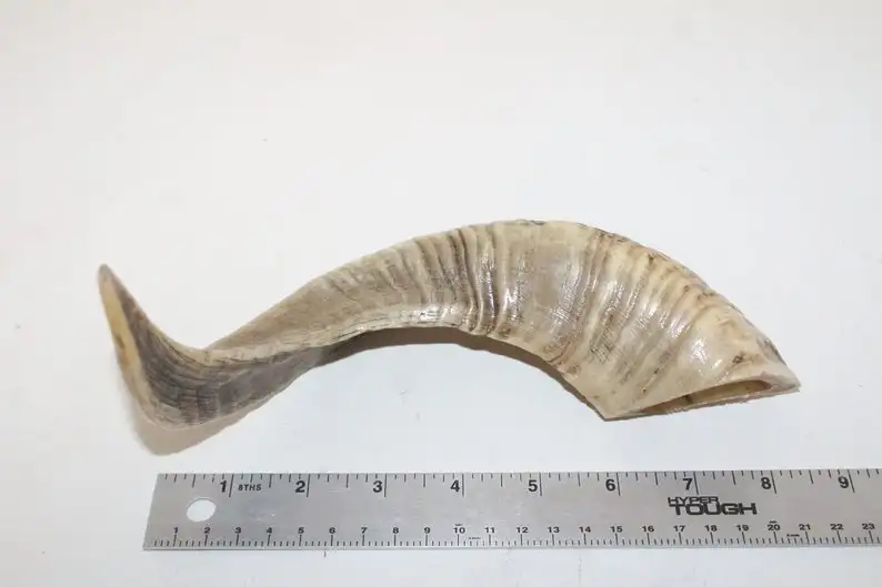 RAW RAM HORN  FOR MAKING KNIFE HANDLE